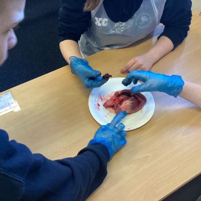 Y6 - SCIENCE - DISSECTING PIG HEARTS